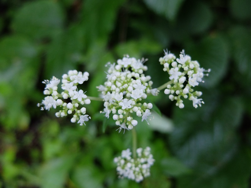 夏の終わりの草花 北麓の日々 北麓草水