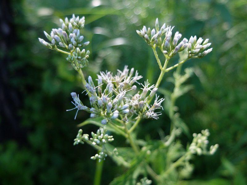 夏の終わりの草花 北麓の日々 北麓草水