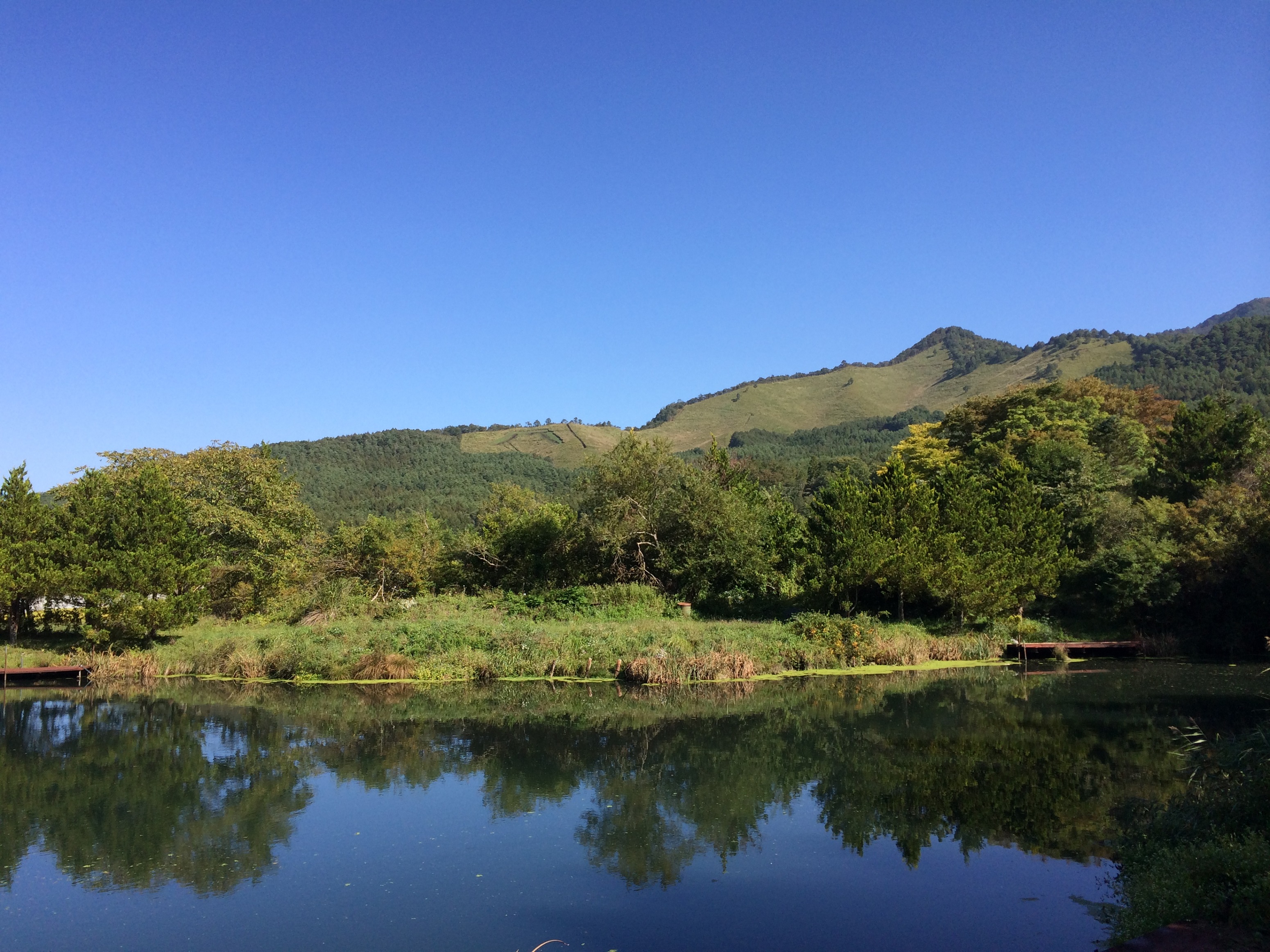 一面のコスモス 北麓の日々 北麓草水 一面のコスモス 北麓の日々 北麓草水