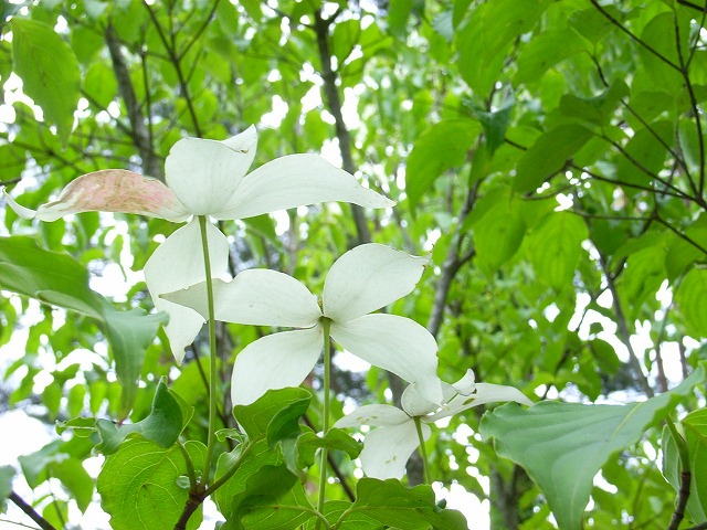 日本語 白い花の咲く木 北麓の日々 北麓草水