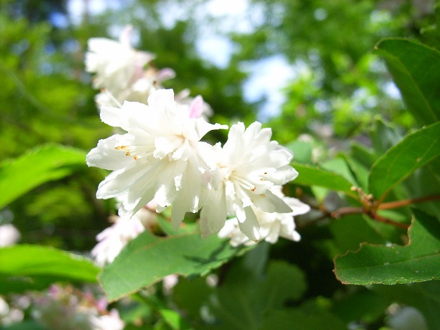 日本語 白い花の咲く木 北麓の日々 北麓草水