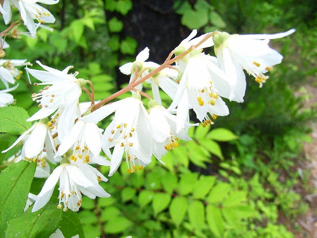 日本語 白い花の咲く木 北麓の日々 北麓草水