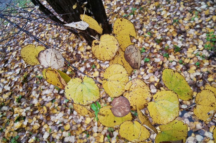カツラ 北麓の日々 北麓草水