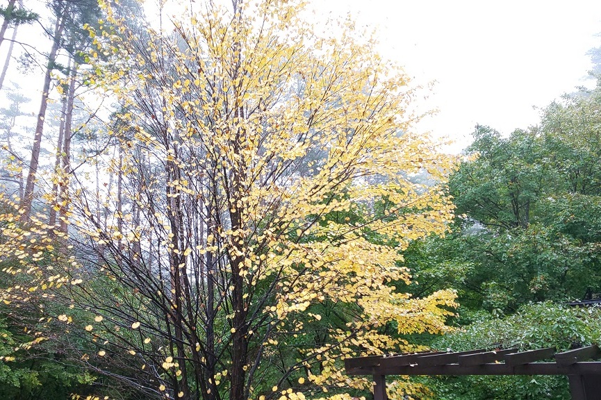 日本語 カツラ 北麓の日々 北麓草水