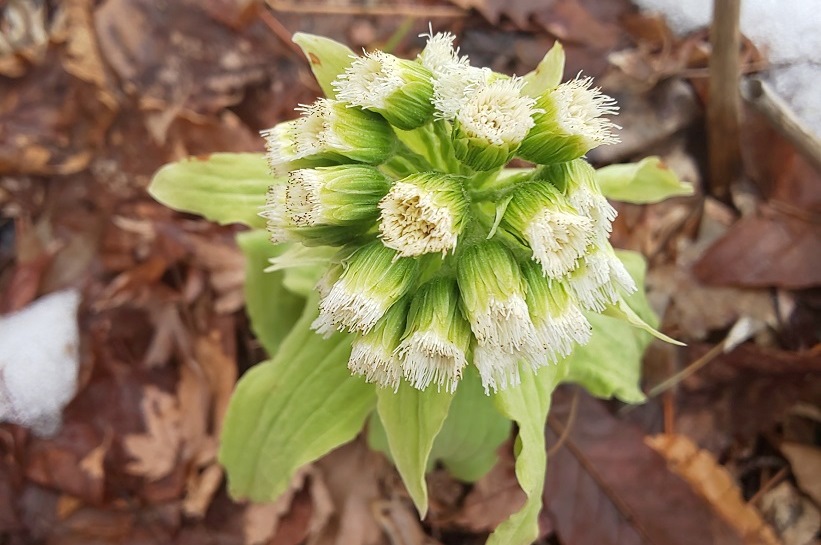 フキの花 北麓の日々 北麓草水